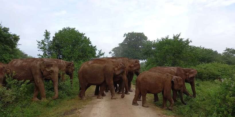 Udawalawe : Udawalawa National Park Half day Safari Tour - Why Udawalawe is such a strong safari choice