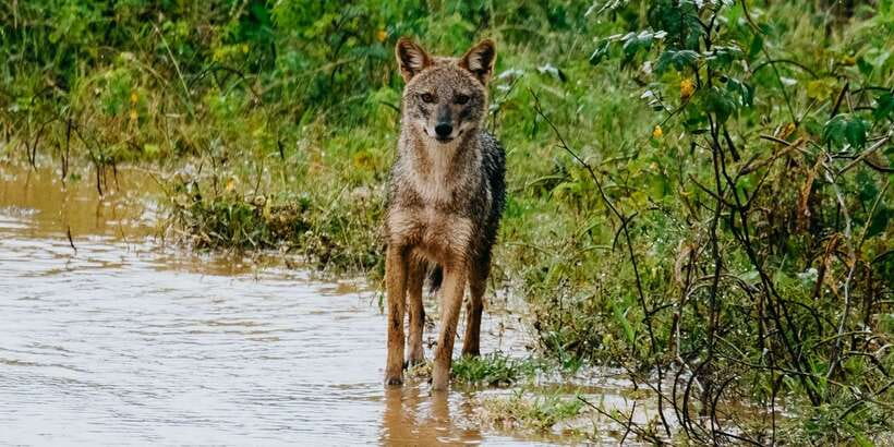 Udawalawe : Udawalawa National Park Half day Safari Tour - What the seven-hour outing feels like