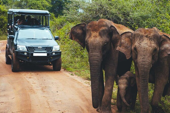 VALUE PACK! One Day Safari Tour to Yala and Udawalawa Parks - Udawalawe and the elephant payoff