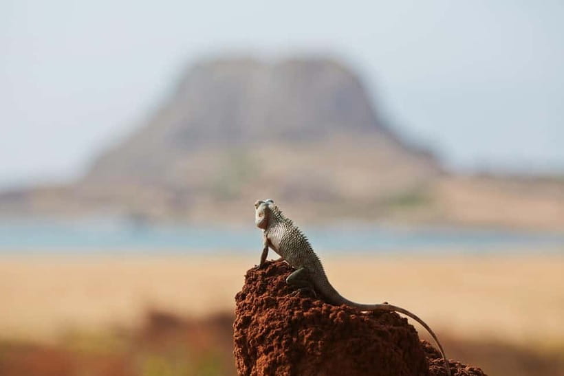 Value Tour: One Day Safari Trip to Yala & Udawalawe w/ Lunch - Should you book this one-day safari?