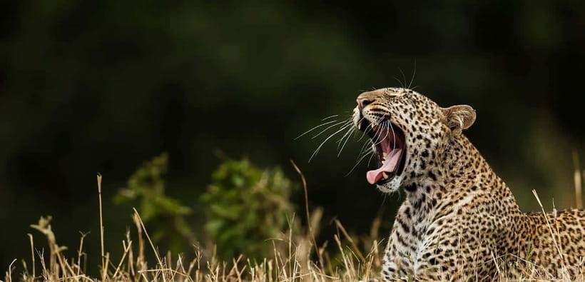 Value Tour: One Day Safari Trip to Yala & Udawalawe w/ Lunch - One day, two very different safari parks