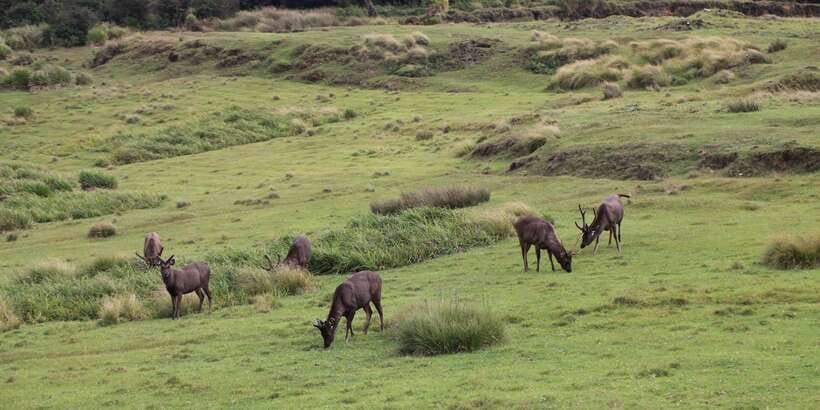 Visit Horton plains and Nuwara Eliya from Ella - What to expect at the tea estate
