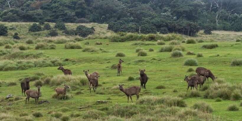 Visit Horton plains and Nuwara Eliya from Kandy - Who should book this experience?
