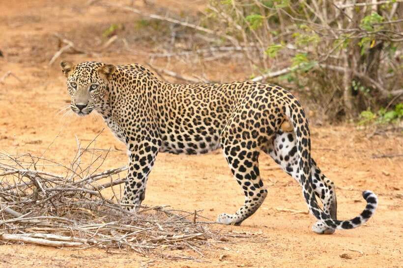 Visit sri Lanka 7 Days Round Trip - Key points at a glance