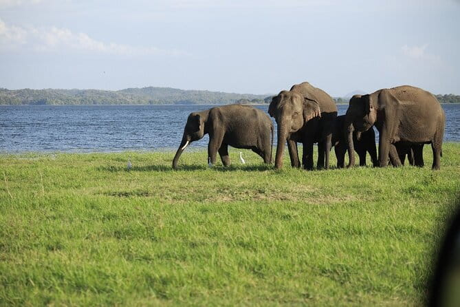Visiting the Historical Polonnaruwa Ruins and Minneriya Safari - The safari: elephants, birds, and a changing park choice