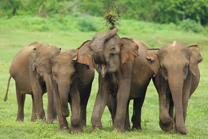 Walawe Palm Safari Udawalawe - Wildlife you may see along the route