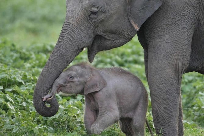 Walawe Palm Safari Udawalawe - Who will enjoy this safari most