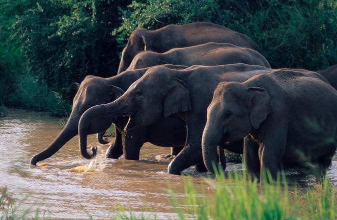 Wasgamuwa National Park Safari from Kandy - Key points to know before booking