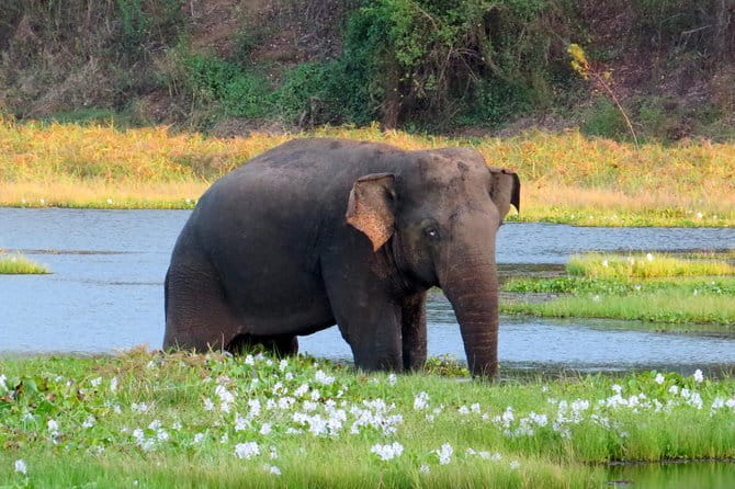 Wasgamuwa National Park Safari from Kandy - Kandy before and after the safari