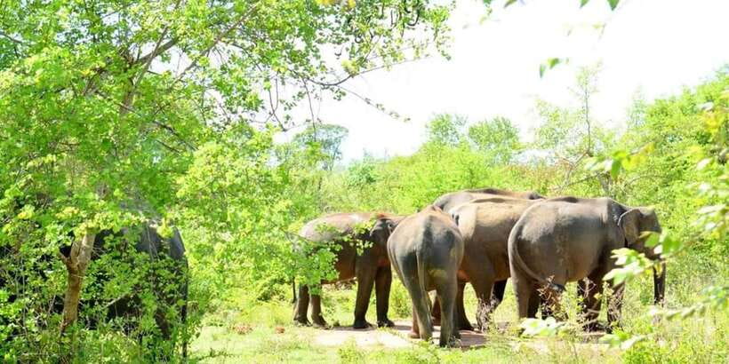 Wasgamuwa National Park Safari (Private Jeep) - Key points before you book
