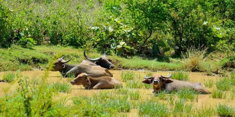Wasgamuwa National Park Safari (Private Jeep) - Why Wasgamuwa suits a quieter safari