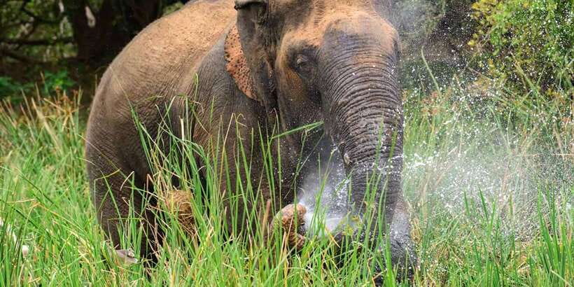 Wasgamuwa National Park Safari (Private Jeep) - Morning or evening: choosing the better departure