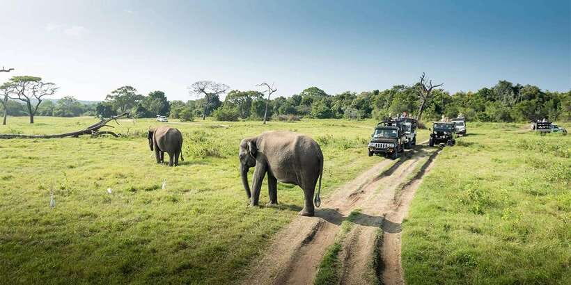 Wasgamuwa National Park Safari (Private Jeep) - What the private jeep adds