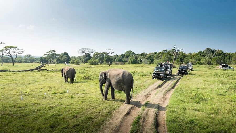 Wasgamuwa National Park Safari (Private Jeep) - Timing, flexibility, and what to clarify