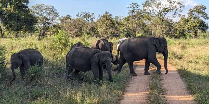 Wasgamuwa National Park Safari (Private Jeep) - Who will enjoy this safari most