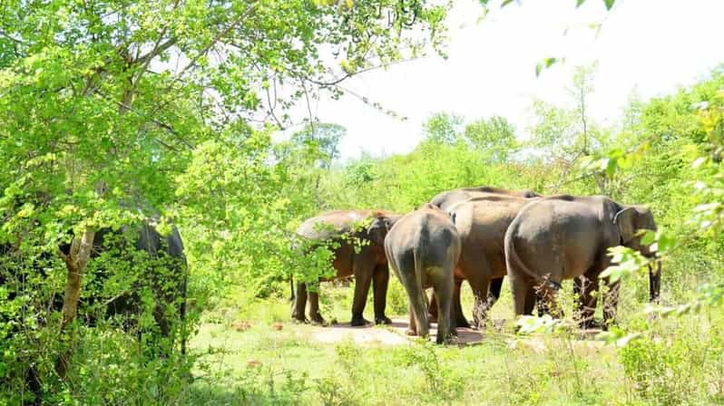 Wasgamuwa National Park Safari (Private Jeep) - Should you book the Wasgamuwa safari?