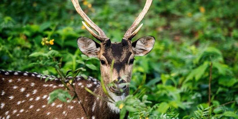 Wasgamuwa National Park Safari (Private Jeep) - What your three-hour private safari feels like