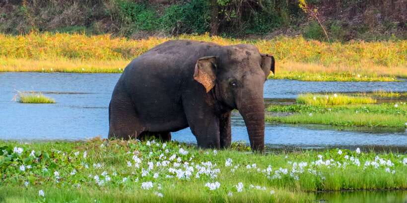Wasgamuwa: Wasgamuwa National Park Private 3-Hour Safari - Key points at a glance