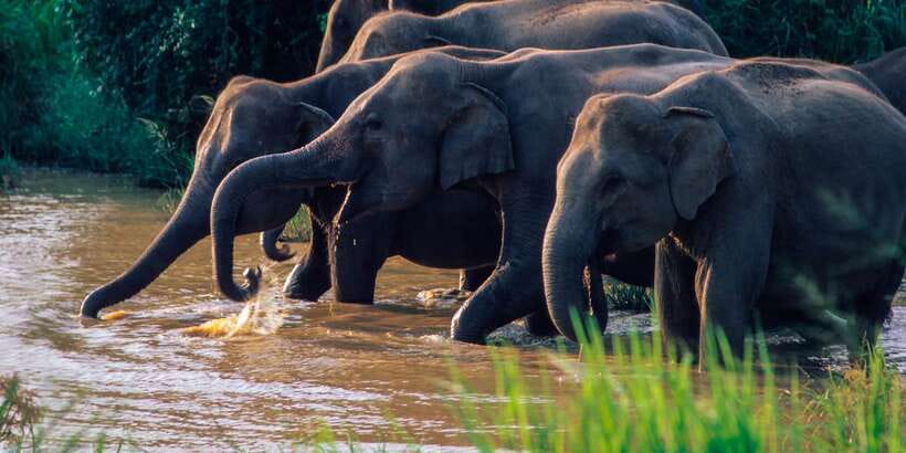 Wasgamuwa: Wasgamuwa National Park Private 3-Hour Safari - Three hours on dry-forest tracks