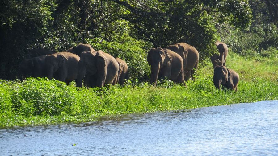 Wasgamuwa: Wasgamuwa National Park Private 3-Hour Safari - Is $27 a good value?