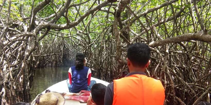 West coast Beach, River Mangroves lagoon, Wildlife boat Tour - Cruising through the Madu Ganga mangroves