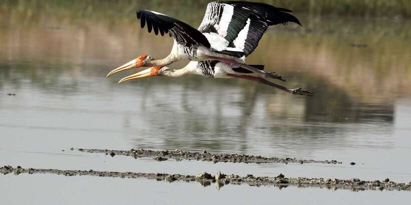 West coast Beach, River Mangroves lagoon, Wildlife boat Tour - Masks, folklore, and the spice garden