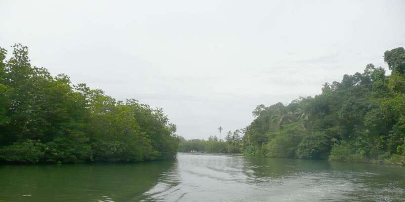 West coast Beach, River Mangroves lagoon, Wildlife boat Tour - Who will enjoy this west coast day?