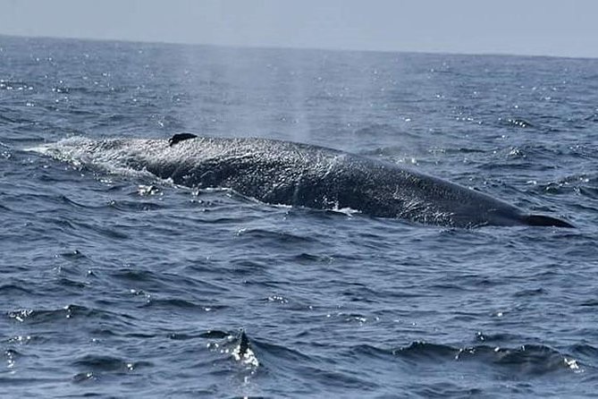 Whale & Dolphin Watching Day Tour including Handunugoda Teafactory - Stilt fishermen: a quick coastal stop