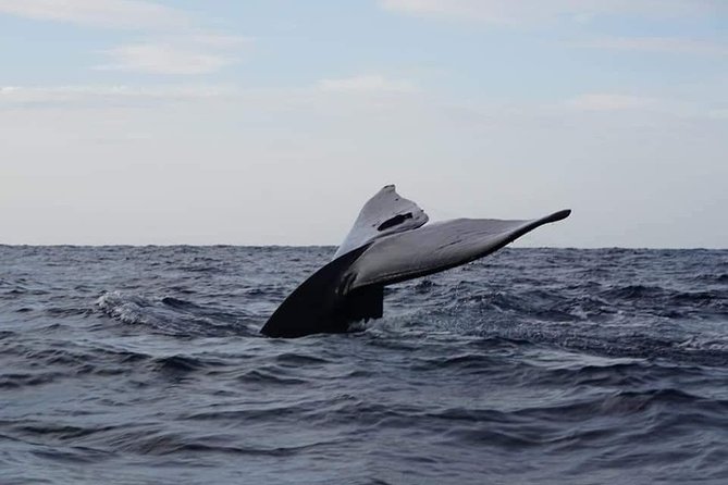Whale & Dolphin Watching Tour in Trincomalee | Scenic Boat Ride - Heading east from Nilaveli