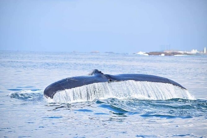 Whale & Dolphin Watching Tour in Trincomalee | Scenic Boat Ride - What the three-hour trip really gives you