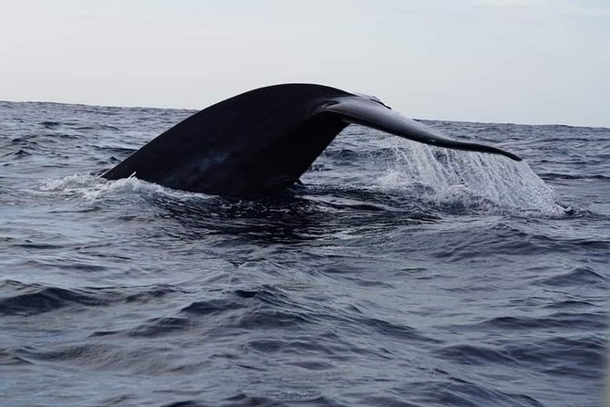 Whale & Dolphin Watching Tour in Trincomalee | Scenic Boat Ride - Small group or private boat?