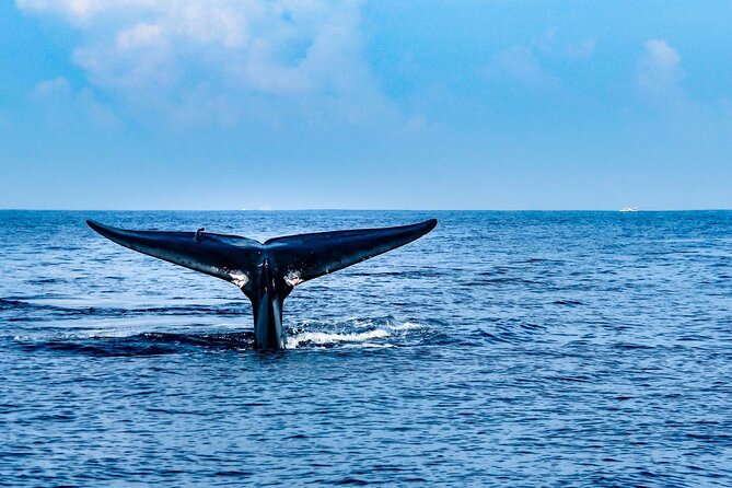 Whale & Dolphin Watching Trincomalee - A sunrise start from Trincomalee or Nilaveli