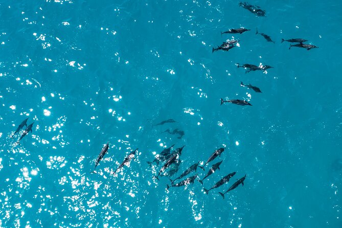 Whale & Dolphin Watching Trincomalee - What you might see off Sri Lanka’s east coast