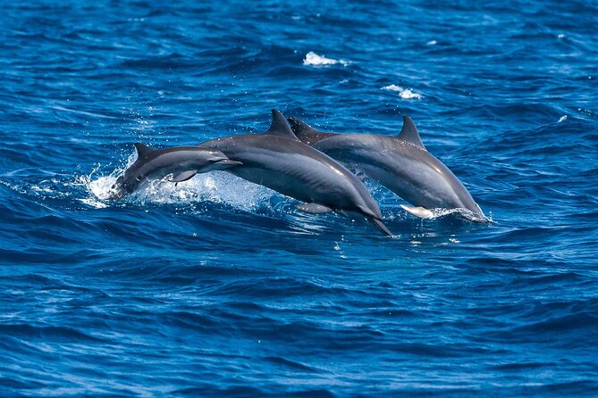 Whale & Dolphin Watching Trincomalee - Returning to your hotel by about 9:45 AM