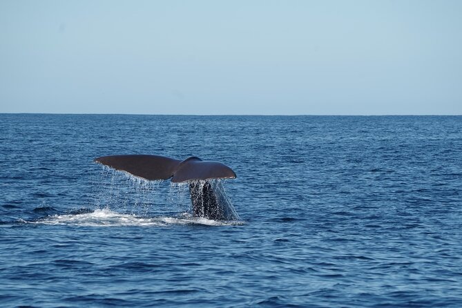 Whale & Dolphin Watching Trincomalee - Should you book Whale and Dolphin Watching Trincomalee?