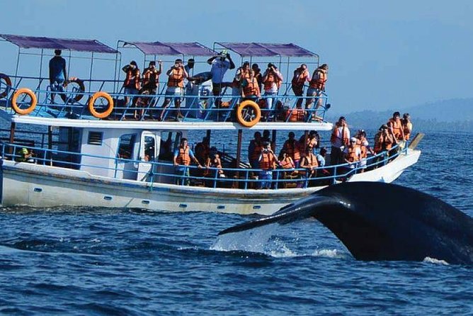 Whale Watching Experience in Mirissa - Leaving Mirissa Beach at 6:00 am