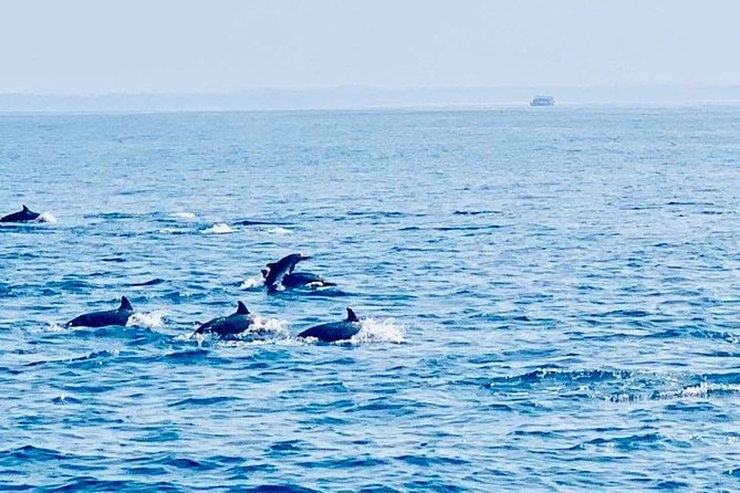 Whale Watching Experience in Mirissa - Searching for blue whales and other large species