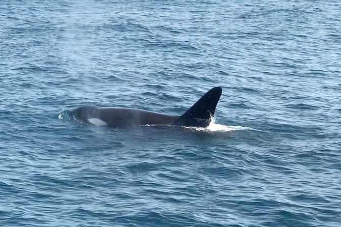 Whale Watching Mirissa Ultimate Tour in Sri Lanka with Breakfast - Breakfast before the whale search begins