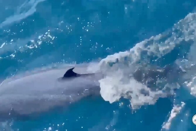 Whale Watching Mirissa Ultimate Tour in Sri Lanka with Breakfast - Searching for blue whales several miles offshore