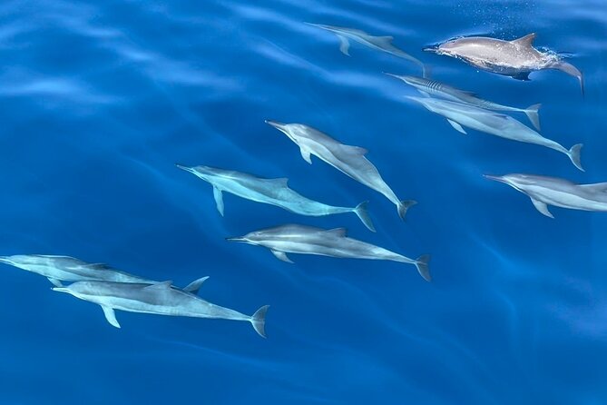Whale Watching Mirissa Ultimate Tour in Sri Lanka with Breakfast - Responsible whale watching and crew conduct