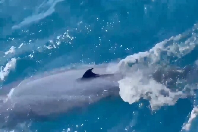 Whale Watching Mirissa Ultimate Tour in Sri Lanka with Breakfast - The real value of the $44 price