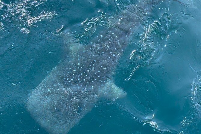 Whale Watching Mirissa Ultimate Tour in Sri Lanka with Breakfast - Who will enjoy this morning most