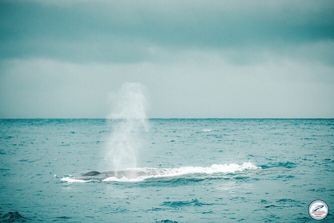 Whale Watching Mirissa Ultimate Tour in Sri Lanka with Breakfast - The boat, seating, and what is included