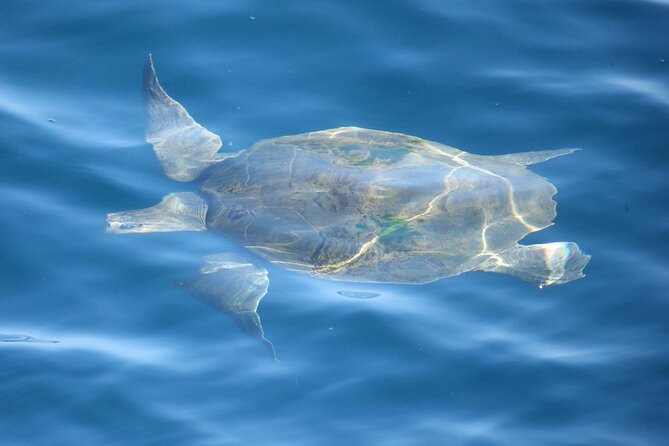 Whale Watching Mirissa with ( WWC ) - Key points before you book