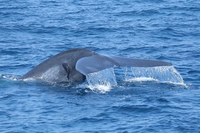 Whale Watching Mirissa with ( WWC ) - Practical preparation for the morning