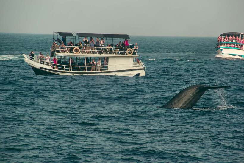 Whale Watching Tour with Transfers - From a dark hotel lobby to Mirissa harbor
