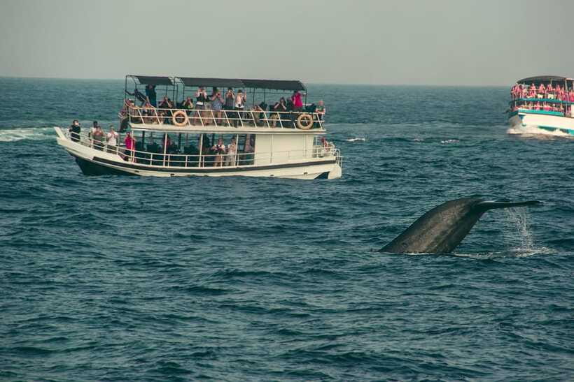 Whale Watching Tour with Transfers - The three to five hours at sea