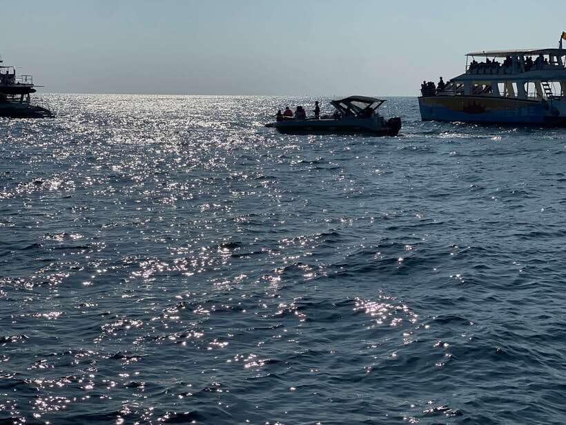 Whale Watching Tour with Transfers - The short break after the cruise