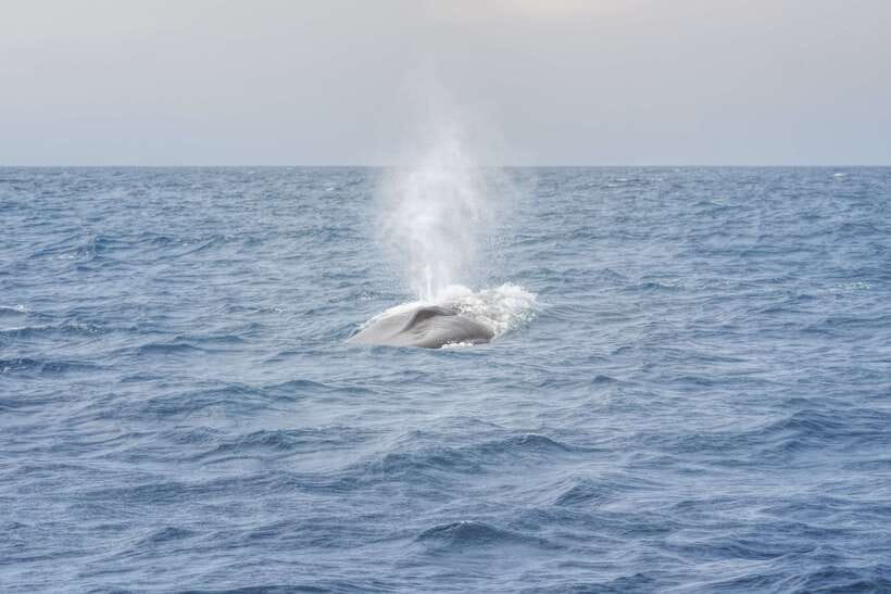 Whale Watching Tour with Transfers - Is $175 a fair price?