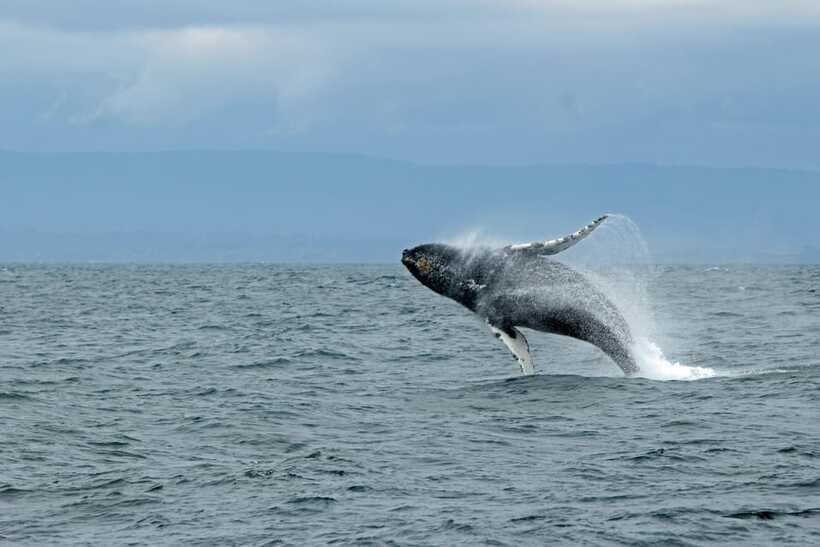 Whale Watching Tour with Transfers - Booking details worth checking before you pay